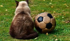 半岛体育网页版入口-阿森纳势如破竹，客场大胜领先优势扩大